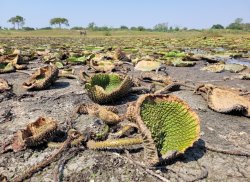 Drought_in_Pilar_Paraguay_in_2022_Photo_by_Sobreviv