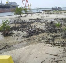 mediaitem/Destroyed_mangroves