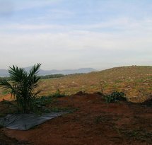 mediaitem/preparing_soil_for_oil_palm_plantation_Borneo_Photo